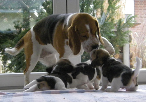 Beaglewelpen mit Hündin bei Hannover